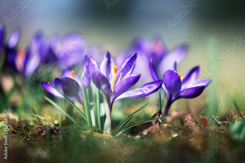 Purple spring crocus flowers on green meadow closeup. Nature photography © Ivan Kmit