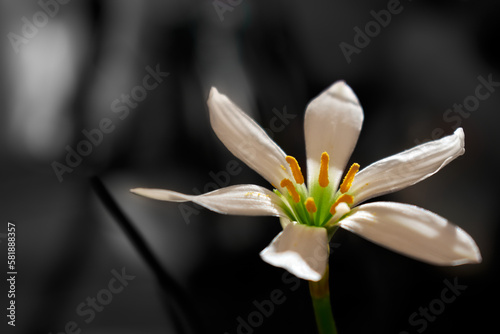 A white flower on a black and white background taken close-up