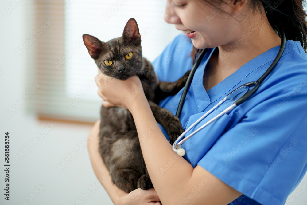 Doctor veterinarian is holding cute cat  at vet clinic.  Pet check up and vaccination. Health care