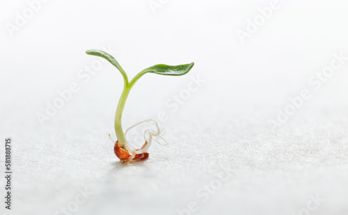 Vegetable sprout