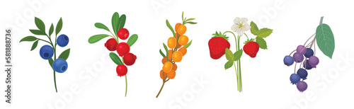 Ripe and Juicy Garden Berry Twig and Branches with Hanging Fruit Vector Set