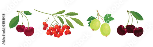 Ripe and Juicy Garden Berry Twig and Branches with Hanging Fruit Vector Set