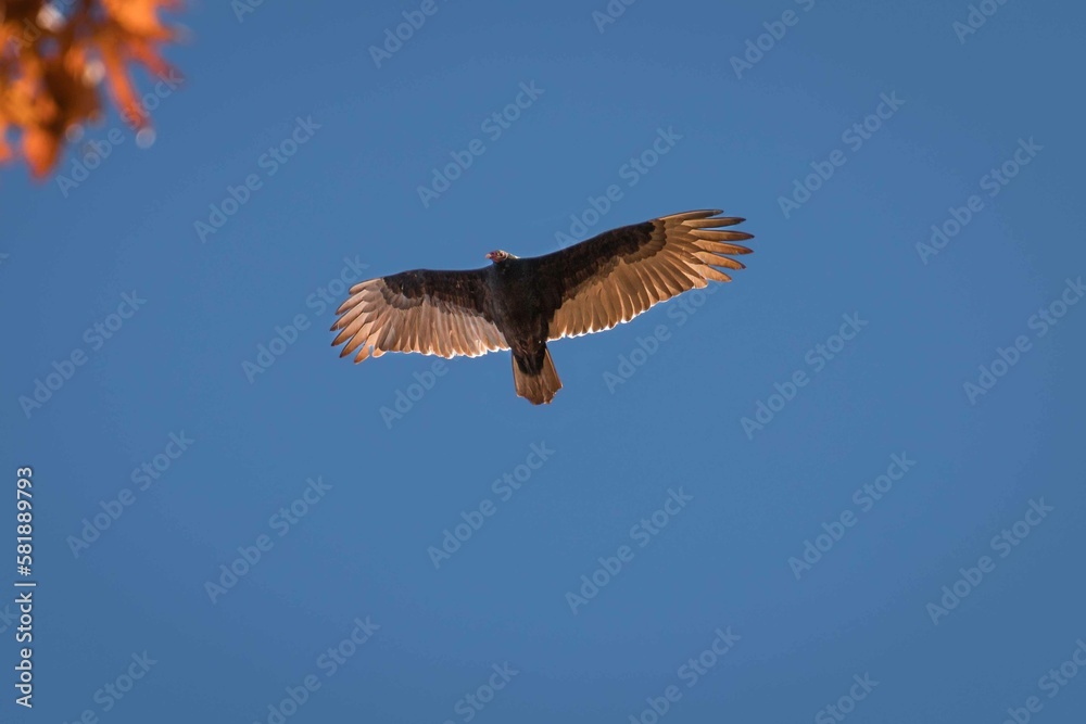Fototapeta premium vulture in flight