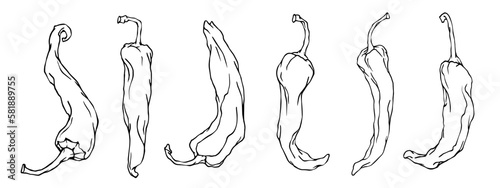 Botanical line sketch of hot mexican chili pepper.Vector graphic.	