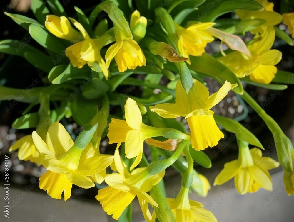 Fototapeta premium bright yellow daffodil narcissus amaryllis pattern from above in the garden