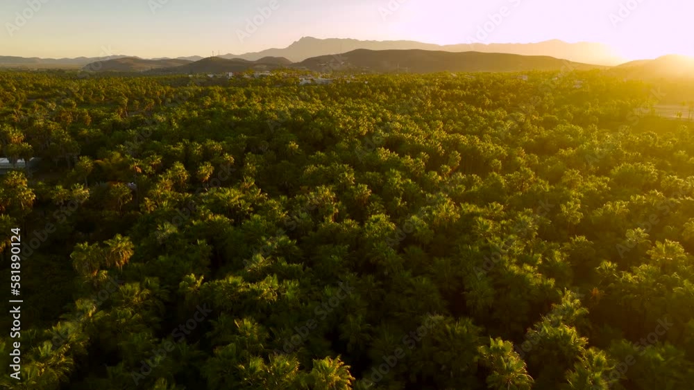 Todos Santos Estuary aerial view drone 4k at sunrise with palm trees, pacific ocean and beautiful morning light.
