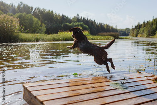 Foto dog chocolate labrador retriever jumps into lake from pier, pet in flight over water