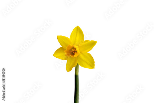Spring with the yellow narcis on a white background