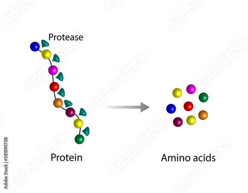 Protein Digestion. Proteases Enzymes (proteinases and peptidases) are digesting and breaking the protein into small peptide chains then into single amino acids, to be absorbed into the blood stream