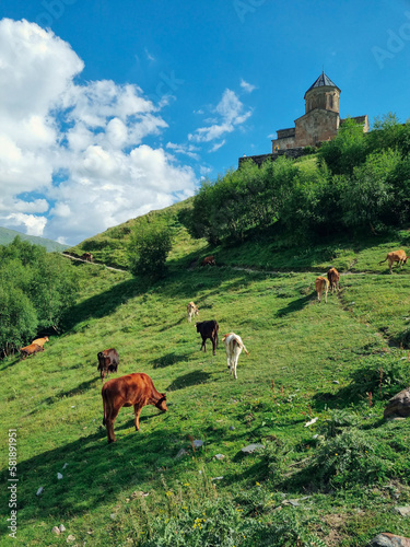 Gergeti Trinity Church and a pasture(sheeps and cows), Caucasus, Georgia, Kazbegi(Stepantsminda) photo