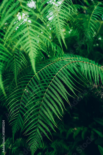Perfect natural young fern leaves background