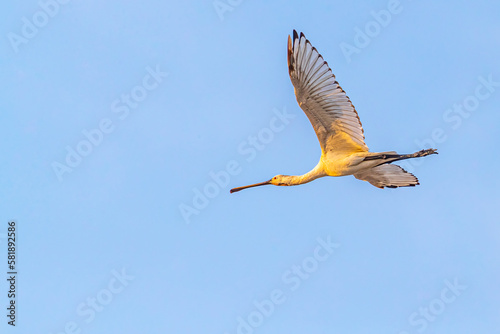 A Spoon bill in flight in blue sky