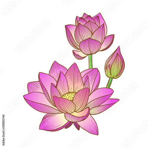 Vector illustration of a pink lotus flower or water lily hand-drawn in graphic style