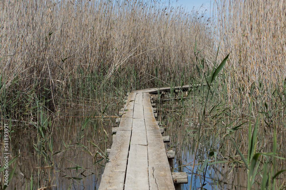 Obraz premium Pasarela de madera de acceso a el observatorio de aves del Parque Natural el Hondo en Elche Crevillente, España