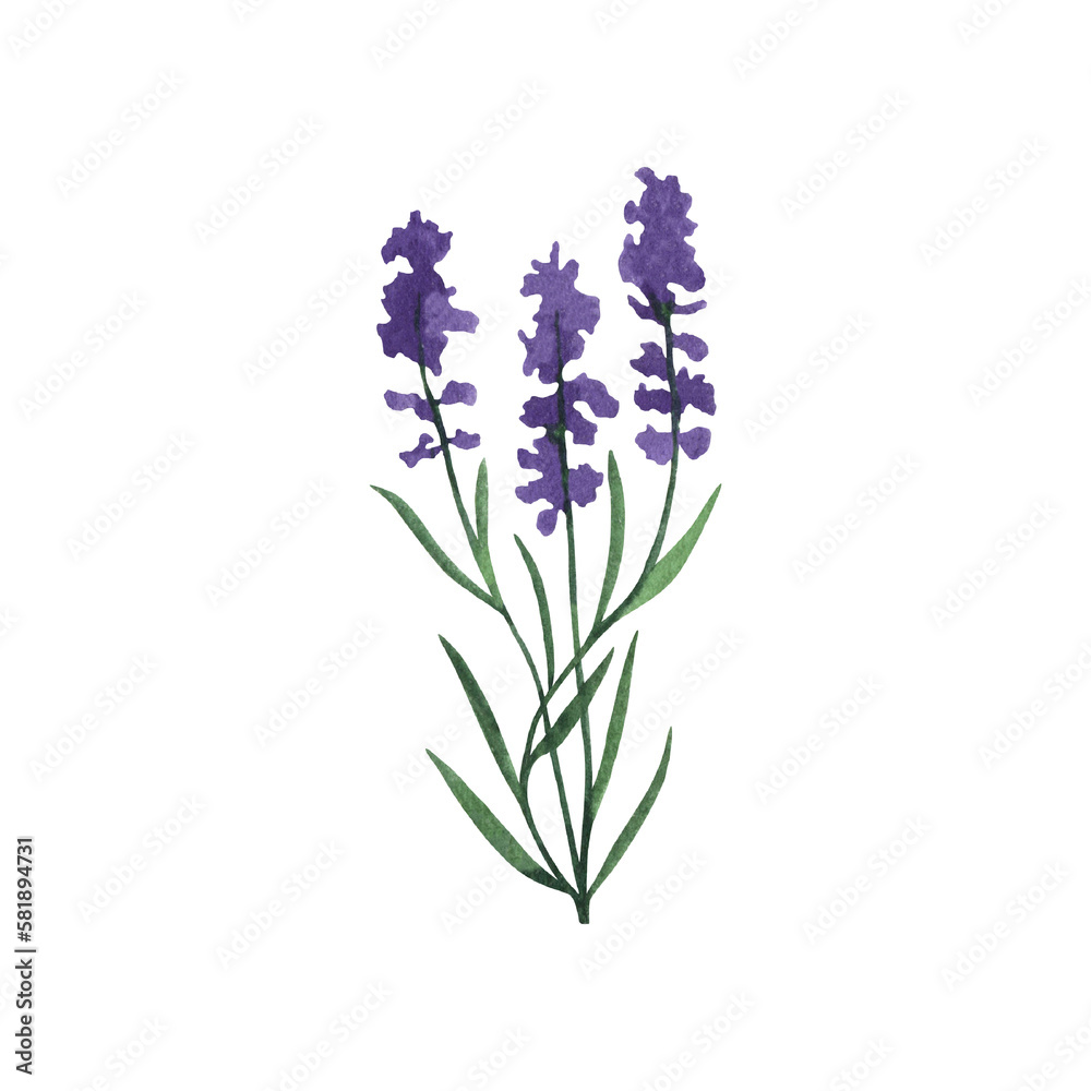Provence lavender flower and leaves. Hand drawn summer herb watercolor clipart Provence lavender flower and leaves. Hand drawn summer herb watercolor clipart