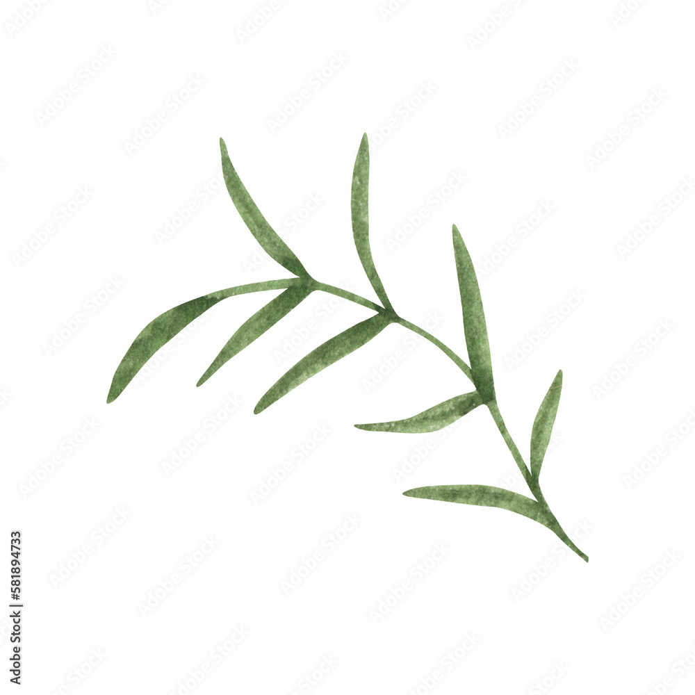 Obraz premium Provence green leaves. Hand drawn summer herb watercolor clipart