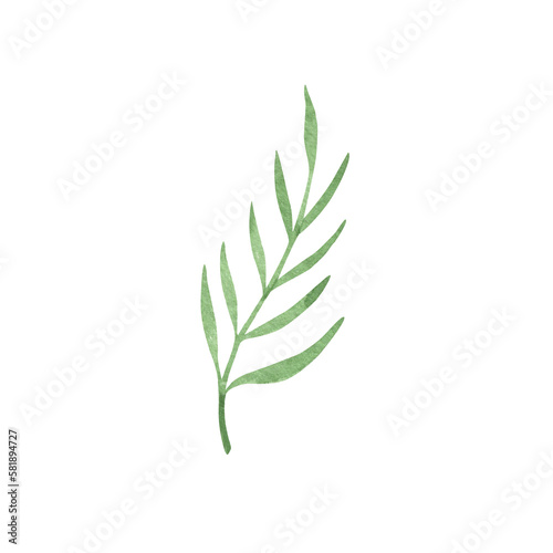 Provence green leaves. Hand drawn summer herb watercolor clipart