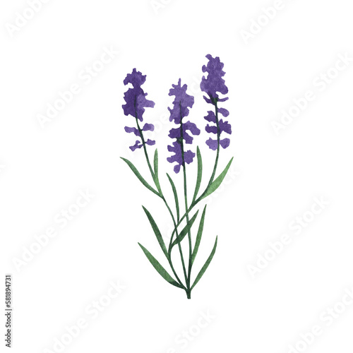 Provence lavender flower and leaves. Hand drawn summer herb watercolor clipart