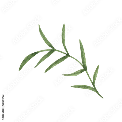Provence green leaves. Hand drawn summer herb watercolor clipart