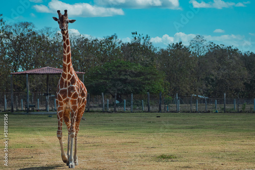 Canvas Print giraffe in the woods