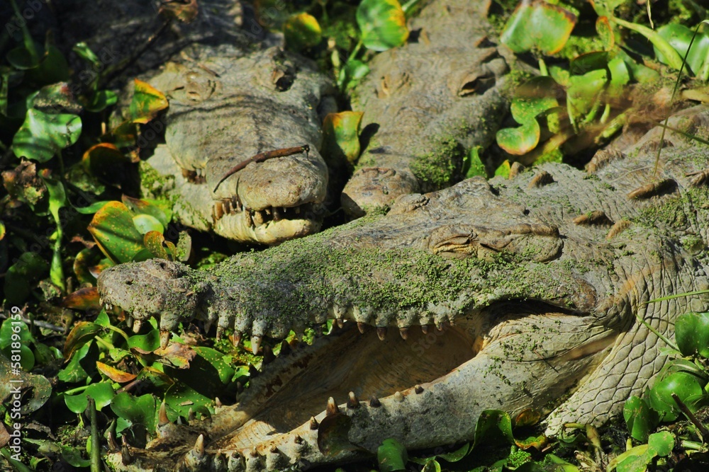 Obraz premium alligator in the forest