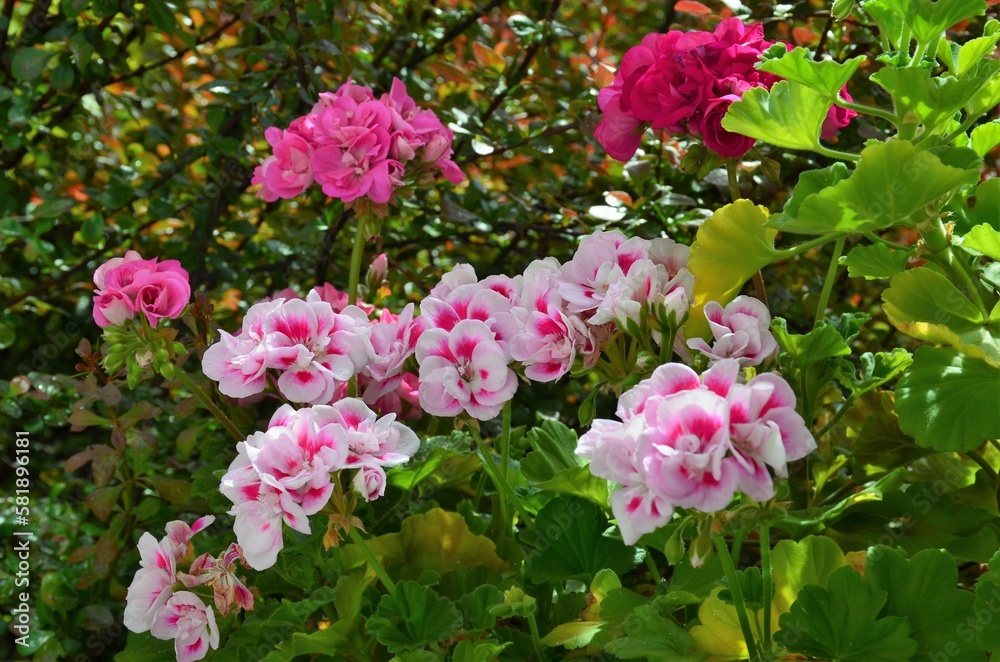 Spring flowers: blooming pink zonal geraniums with their soft green foliage in front of piracanthas. Spring flowers: blooming pink zonal geraniums with their soft green foliage in front of piracanthas.
