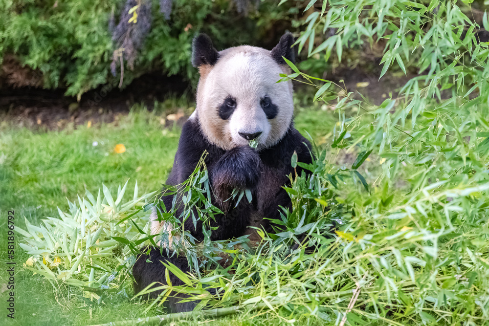 Obraz premium Young giant panda eating bamboo in the grass, portrait 