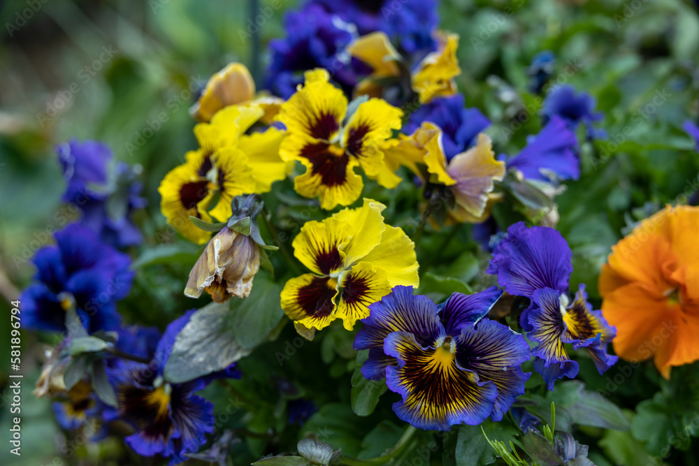 Yellow and Purple Pansies