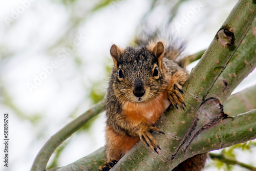 Endearing & Delightful, Furry Squirrel in a Tree Watching - Background, Backdrop, and/or Wallpaper © DLP INSPIRATIONS