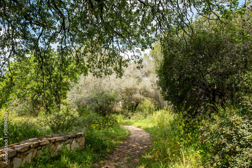 Forest in northern Israel near Migdal HaEmek photo