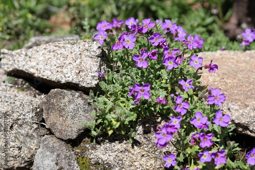 Aubrietes  fleurs de printemps dans les rochers. Corr  ze  France.