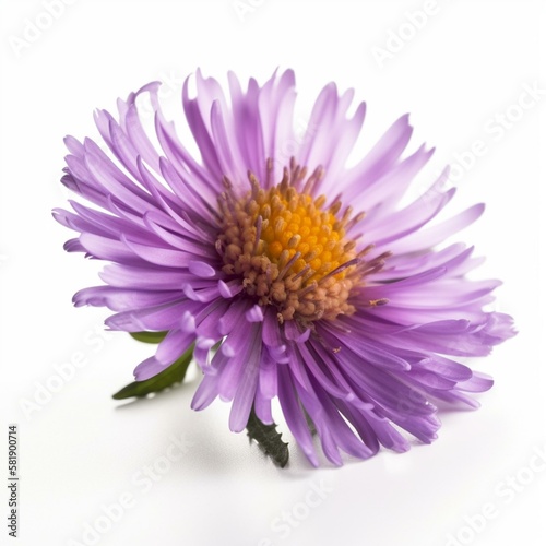 A purple aster on white background Generative AI