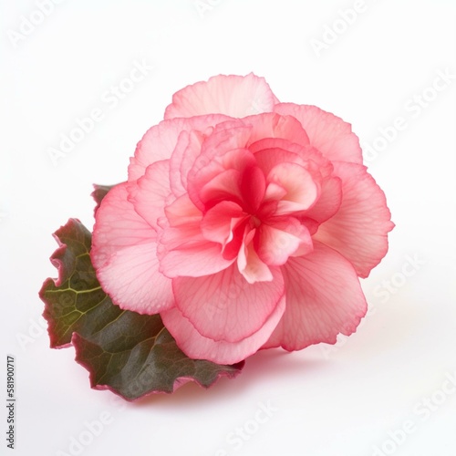 A pink begonia on white background Generative AI