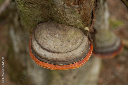 Tableau sur toile This common Eurasian polypore (Fomitopsis pinicola) appears on the wood of conifers and hardwoods, and features a shiny orange-red to red band