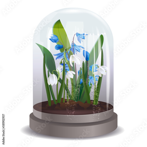 A beautiful decorative gift with the first spring flowers, a white snowdrop and blue scillas under a glass dome photo