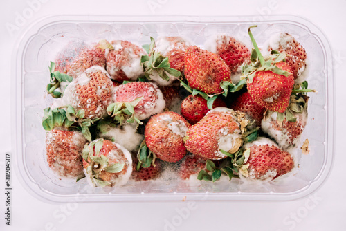 Photography moldy strawberries close-up