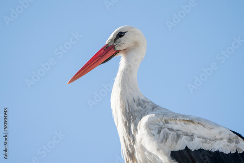 Close up stork portrait with beautiful blue sky 