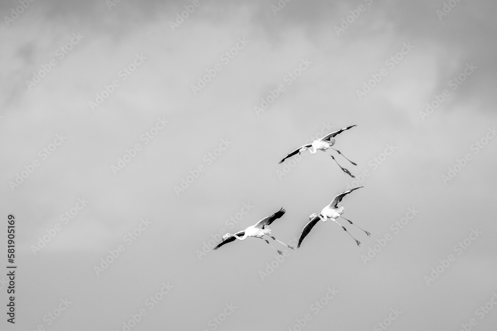 Obraz premium Flock of flying flamingo's in Portugal Algarve