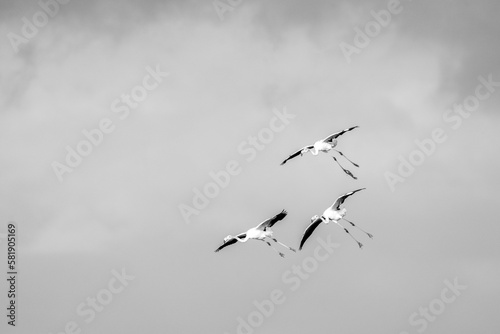 Flock of flying flamingo's in Portugal Algarve © PIC by Femke
