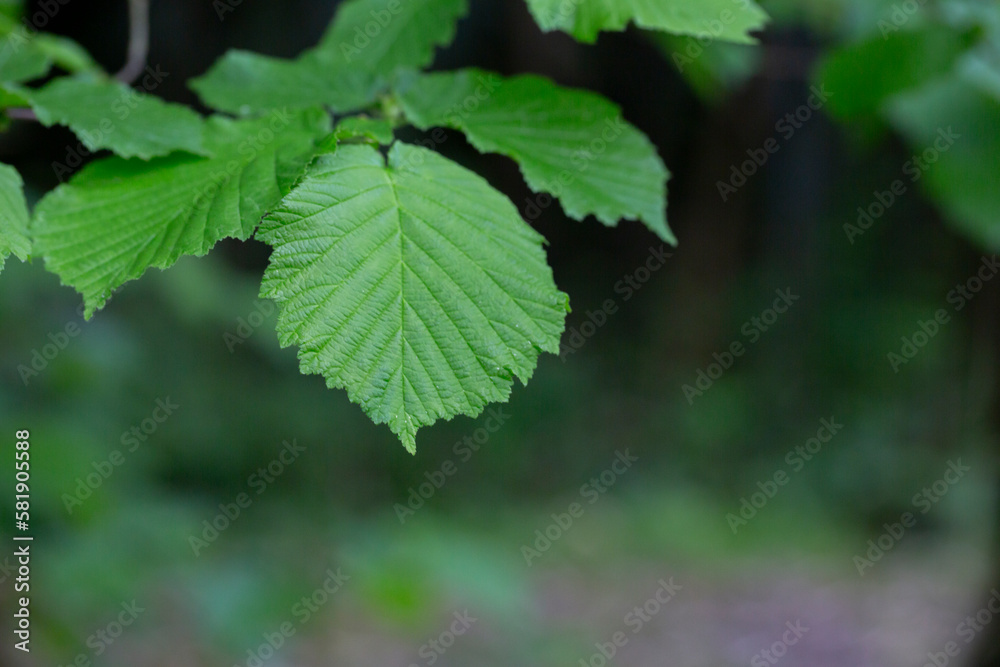 Young spring green Hazel leaves Corylus avellana on the branch of the tree on a sunny springtime evening with bright sunlight and transluscent structures Young spring green Hazel leaves Corylus avellana on the branch of the tree on a sunny springtime evening with bright sunlight and transluscent structures