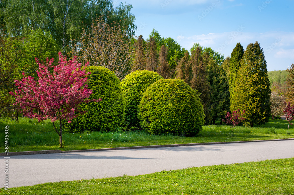 Fototapeta premium beautiful landscape of the park in spring, the time of flowering of bushes and trees