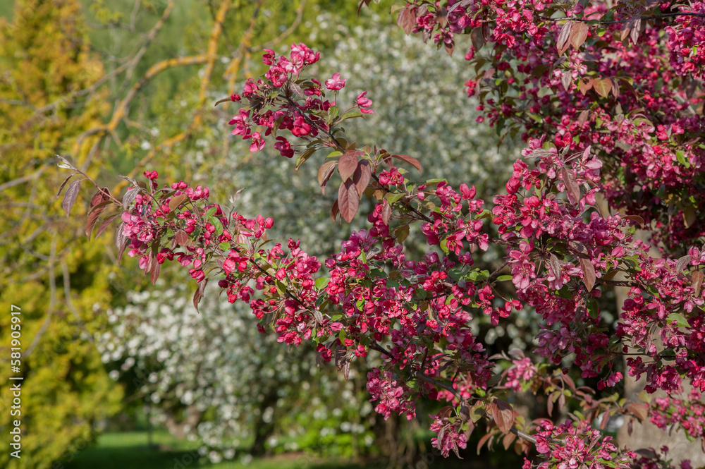 Obraz premium apple trees of Nedzvetsky during the flowering of decorative trees, against the background of white branches