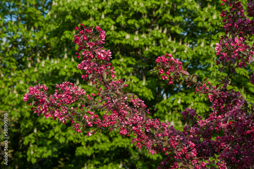 Ornamental cultivated malus apple tree plant flowering during springtime