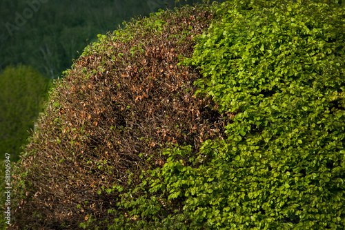 Foto bush with part of yellowed leaves, unhealthy, mortification of part, living and