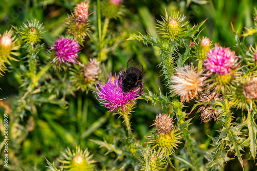 Close-up of the blossom of lia burdock with a carpenter bee, flower meadow, Germany photo