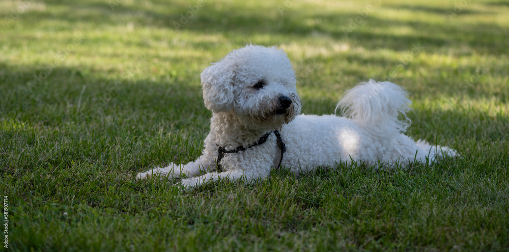 The cute white curly Bison dog on the walk. French bison sitting on the grass and makes perfect pose for photo shooting. Happy puppies in a private playground.