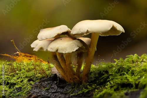 mushrooms close-up in the autumn forest