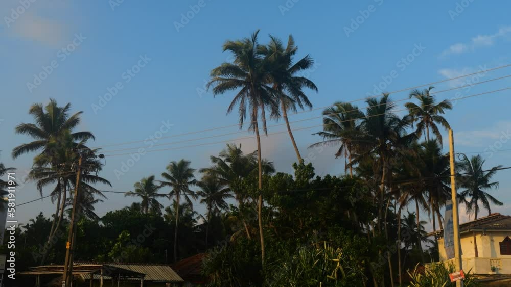 Palm trees against the blue sky. Distant view. Palm trees against the blue sky. Distant view.