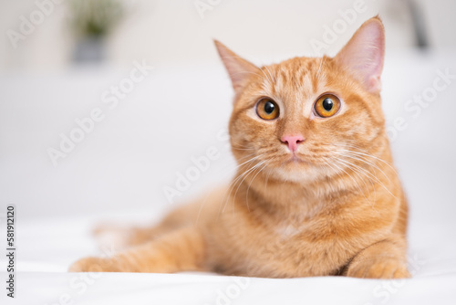 A cute ginger cat lies in a white bed. A pet in a cozy bedroom © deine_liebe