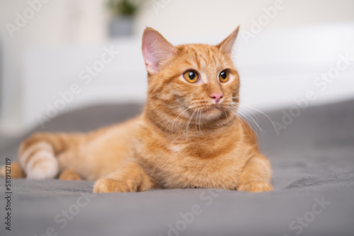 A cute ginger cat is lying on a gray plaid in the bedroom. The concept of pets in a cozy home